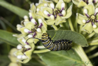Monarch Butterfly Caterpillar April 2024